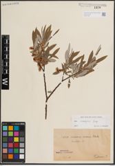 Foto von Salix eleagnos Scop.
